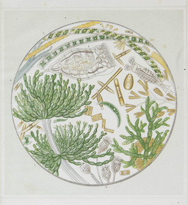 8512
<br/>
Mikroskopische Bilder aus dem Leben unserer einheimischen Gewässer : Nach der Natur gezeichnet von Heinrich Zwingli
<br/>
<em></em>